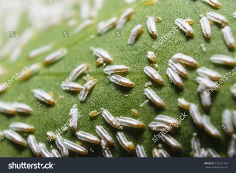 white insect eggs in house.